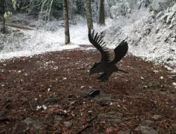 Eagle