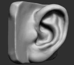 ear model 3d 【 STLFinder