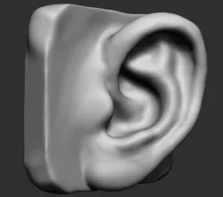 Ear Model 3D model
