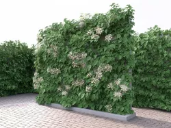 Green Wall With Flowers Hydrangea 3D model