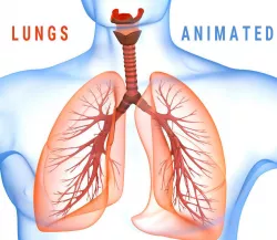 Human Lungs - pulmonary system 3D model  3D model