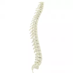 Human spine 3D model