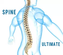 Human Spine with spinal cord and body 3D model