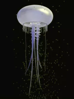 JELLYFISH