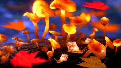 Magic mushrooms 3D model