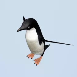 Penguin and Extra low poly Penguin Low-poly  3D model