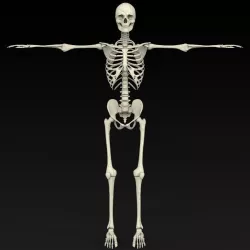 Realistic Human Skeleton 3D model