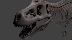 T-Rex skeleton 3D model