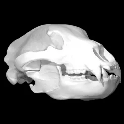 Bear Skull