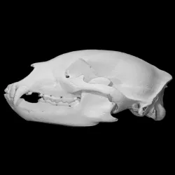 Black bear skull