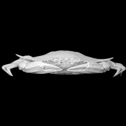 Blue Crab