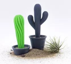Cacti with Pots
