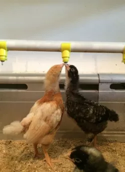 Chicken Watering System