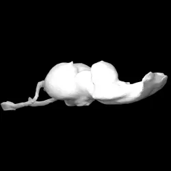 Crocodile Brain