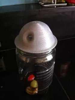 Domed Flytrap