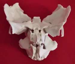 Face - Partial Skeleton Human Full-Scale 1:1