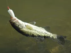 Flatfish-ish 3D-Printed Lure
