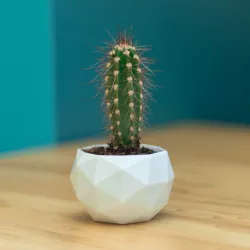 Flower Pot - Low Poly