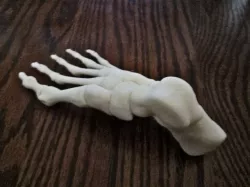 Foot, Right Human Fully assembled