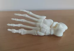 Guy McCann's "Foot, Right Human Fully assembled" model with connected joints and bones
