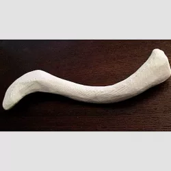 Human Collarbone, clavicle full-scale