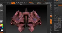 Human Ethmoid Bone