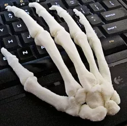 Human Hand, Right Full-Scale assembled