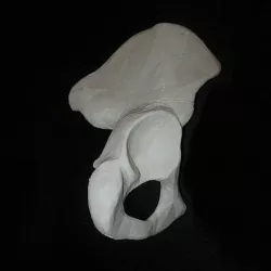Human Hip Bone, Right Full-Scale