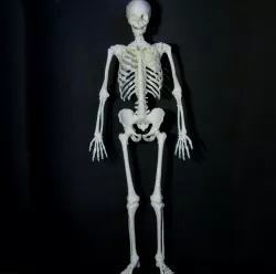 Human skeleton