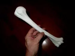 Humerus Bone -Right Human Upper Arm