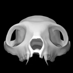Indri Lemur Skull