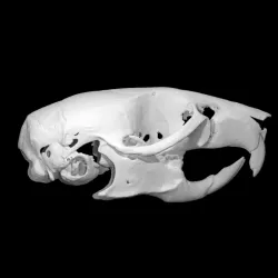 Mus musculus, House Mouse