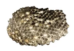 Paper Wasp Nest