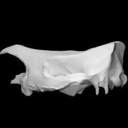 Rhinoceros Skull