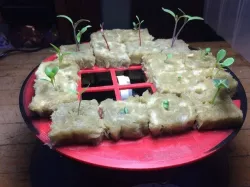 Seed starter for AeroGarden 3 and rockwool cubes