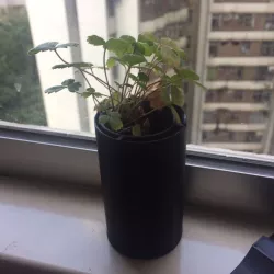 Self-Watering Flower Pot