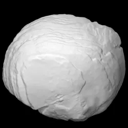 Shell (Upper Nodena)