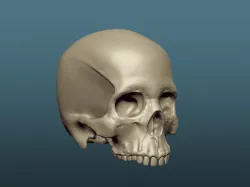 Skull