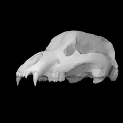 Skull of a cave bear