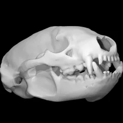 Taxidea Taxus, American Badger