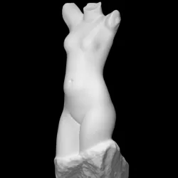 Torso