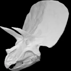 Triceratops