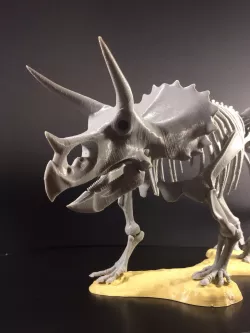 Triceratops prorsus Skeleton