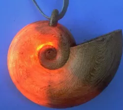 Ursula Seashell