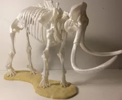 Woolly Mammoth Skeleton