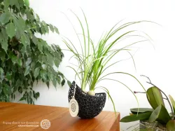A burgeoning capsule Planter