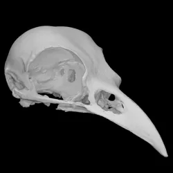 American Crow Skull