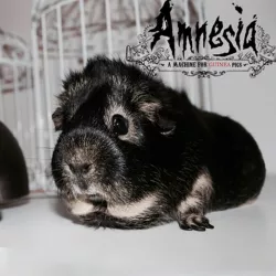 Amnesia a machine for guinea pigs