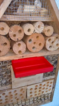 Bee drinking