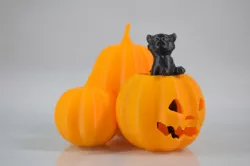 Cat in the pumpkin patch